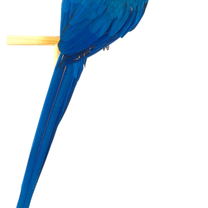 Blue parrot PNG image, free download