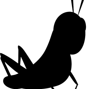 Cricket insect PNG