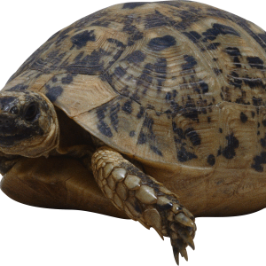 Turtle PNG