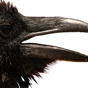 Raven PNG