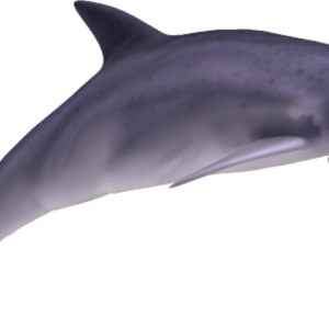 Dolphin PNG