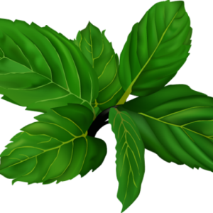 mint PNG