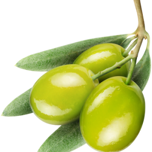 Olive PNG