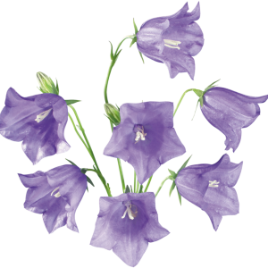 Bellflower PNG