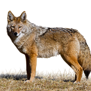 Jackal, coyote PNG