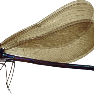Dragonfly PNG