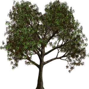 tree PNG