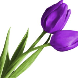 Tulip PNG image