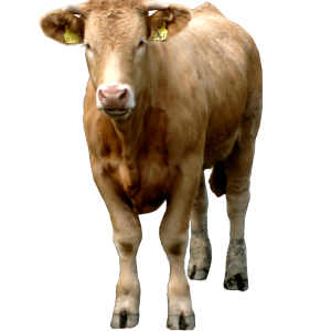brown Cow PNG image