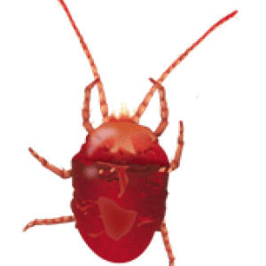Tick insect PNG