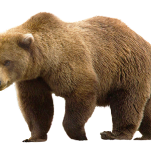 bear PNG