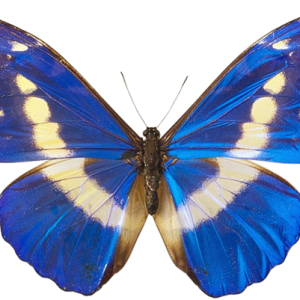 Blue butterfly PNG image