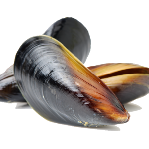 Mussel PNG