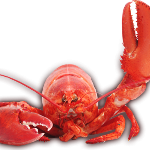 Lobster PNG