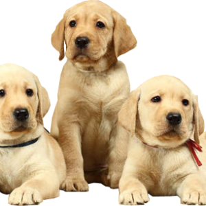 Labrador Retriever PNG