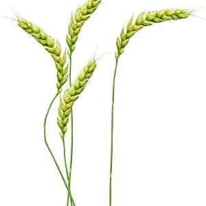 Wheat PNG