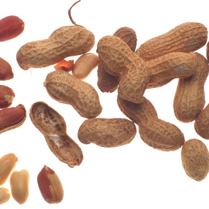 Peanut PNG