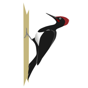 Woodpecker PNG