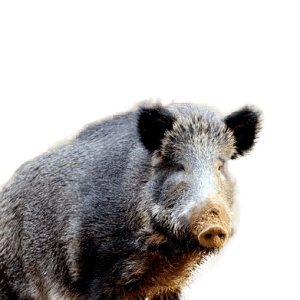 Boar PNG