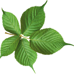 Green leaf PNG