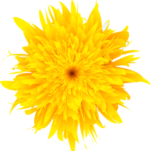 Dandelion PNG