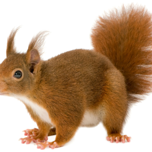 Squirrel PNG