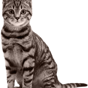 Cat stripped PNG