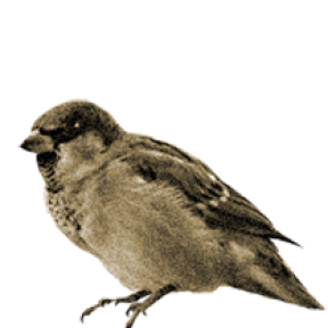 Sparrow PNG