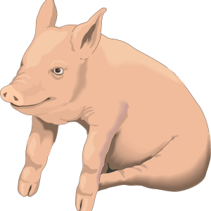 picture pig PNG image