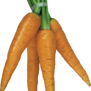 Carrot PNG