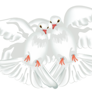 white dove pigeon PNG
