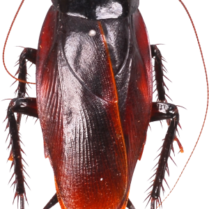 Roach PNG