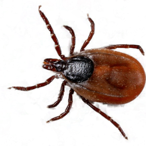 Tick insect PNG