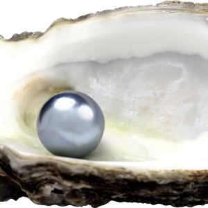 Seashell PNG