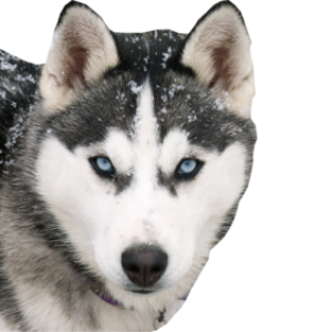 Husky PNG