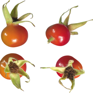 Rose hip PNG image