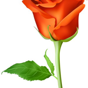 Rose PNG