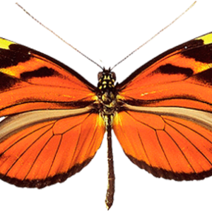 Butterfly PNG image
