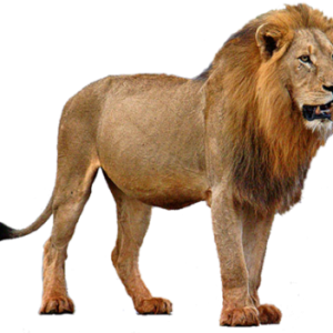 Lion PNG