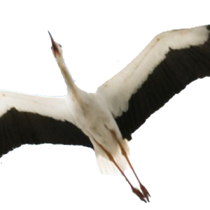 Stork PNG