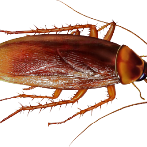 Roach PNG