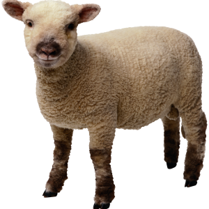 sheep PNG image
