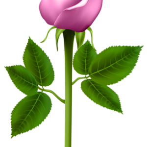 Rose PNG