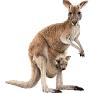 Kangaroo PNG
