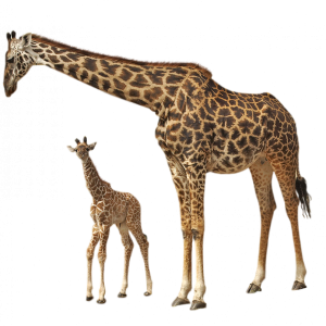 Giraffe PNG