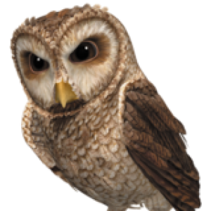 Owl PNG
