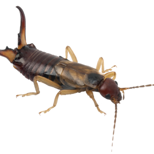 Earwig PNG