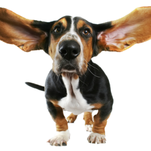 Dog PNG