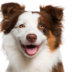 Dog PNG