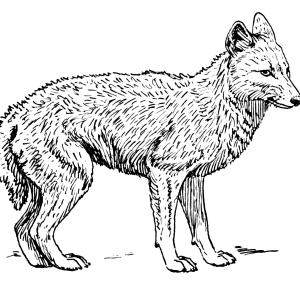 Jackal, coyote PNG